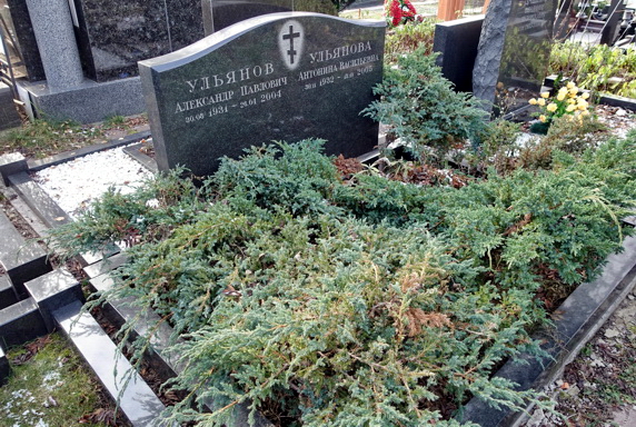 Озеленённый можжевеловыми кустами участок